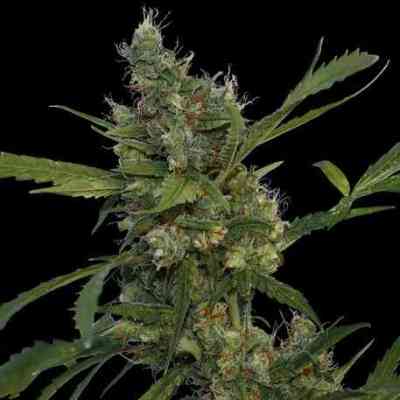Morning Glory > Barney`s Farm | Feminized Marijuana   |  hybrid